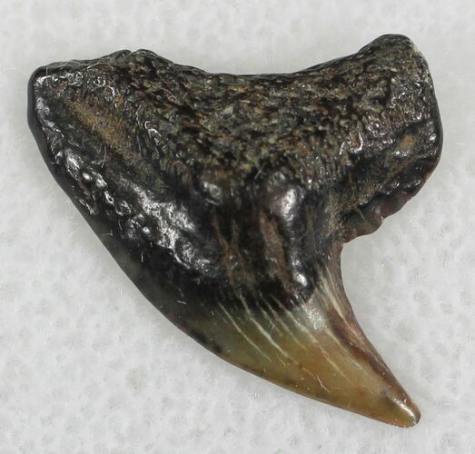 Fossil Tiger Shark Tooth - Virginia #25280